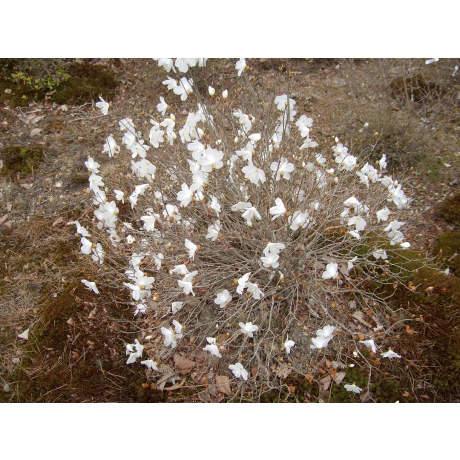 新春セール 白花アカヤシオ（アカヤシオの白花でシロヤシオではない）　高さ約30ｃｍ幅約30ｃｍ 【6586165605】(23000円)