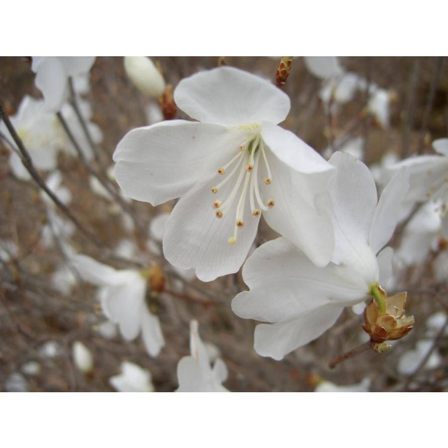 新春セール 白花アカヤシオ（アカヤシオの白花でシロヤシオではない）　高さ約30ｃｍ幅約30ｃｍ 【6586165605】(23000円)
