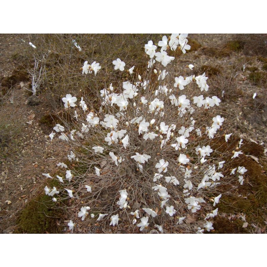 新春セール 白花アカヤシオ（アカヤシオの白花でシロヤシオではない）　高さ約30ｃｍ幅約30ｃｍ 【6586165605】(23000円)