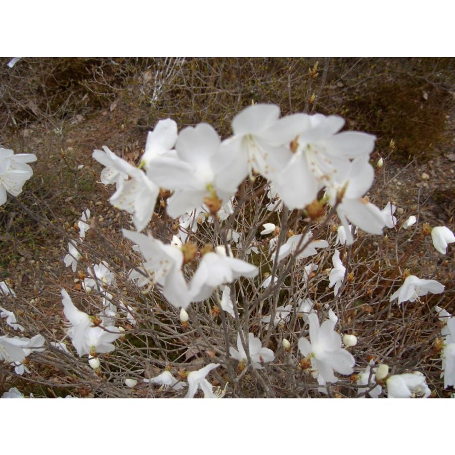 新春セール 白花アカヤシオ（アカヤシオの白花でシロヤシオではない）　高さ約30ｃｍ幅約30ｃｍ 【6586165605】(23000円)