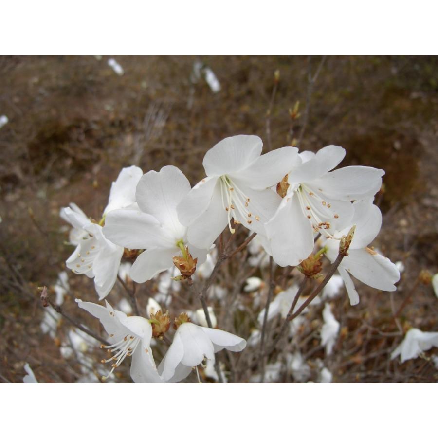 新春セール 白花アカヤシオ（アカヤシオの白花でシロヤシオではない）　高さ約30ｃｍ幅約30ｃｍ 【6586165605】(23000円)