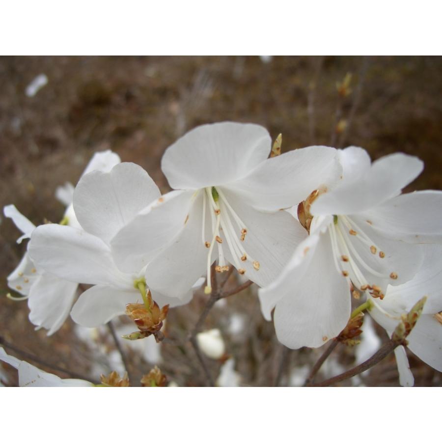 白花アカヤシオ（アカヤシオの白花でシロヤシオではない）　高さ約30ｃｍ幅約30ｃｍ｜araragi-en｜06