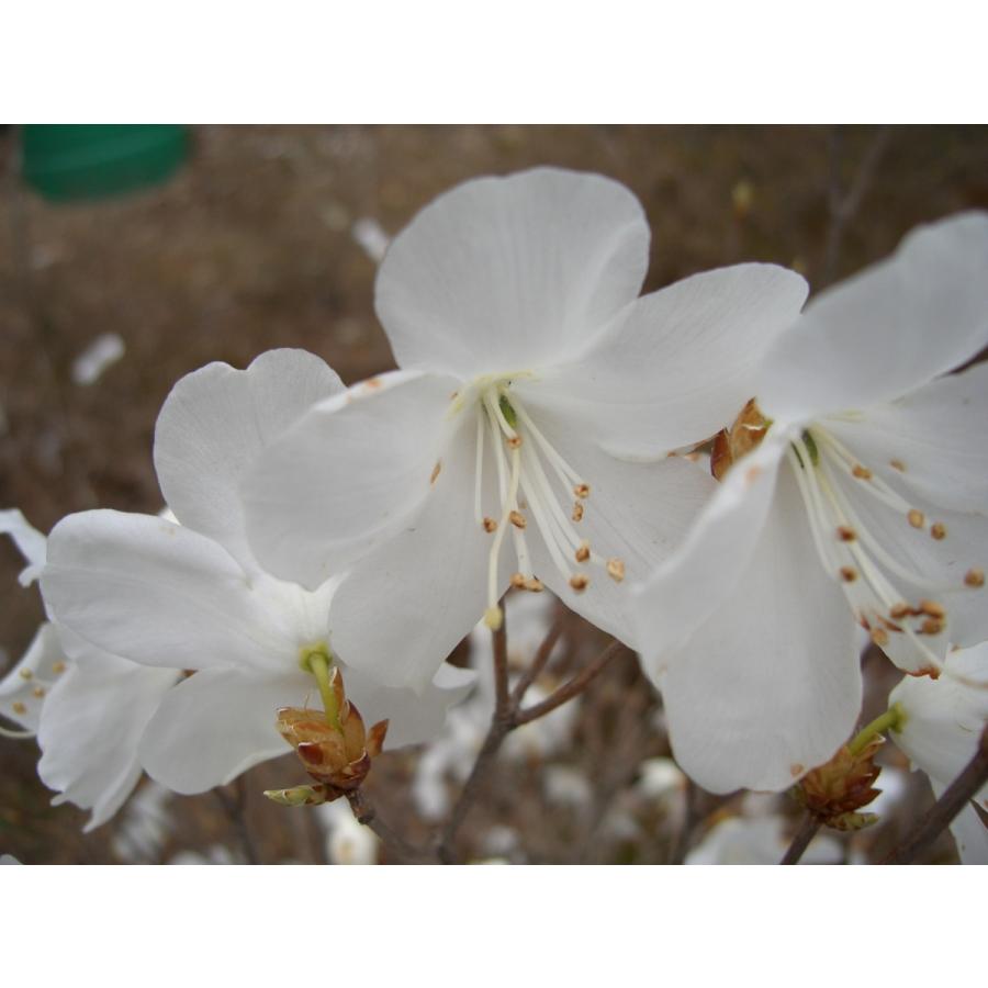 白花アカヤシオ（アカヤシオの白花でシロヤシオではない）　高さ約30ｃｍ幅約30ｃｍ｜araragi-en｜07
