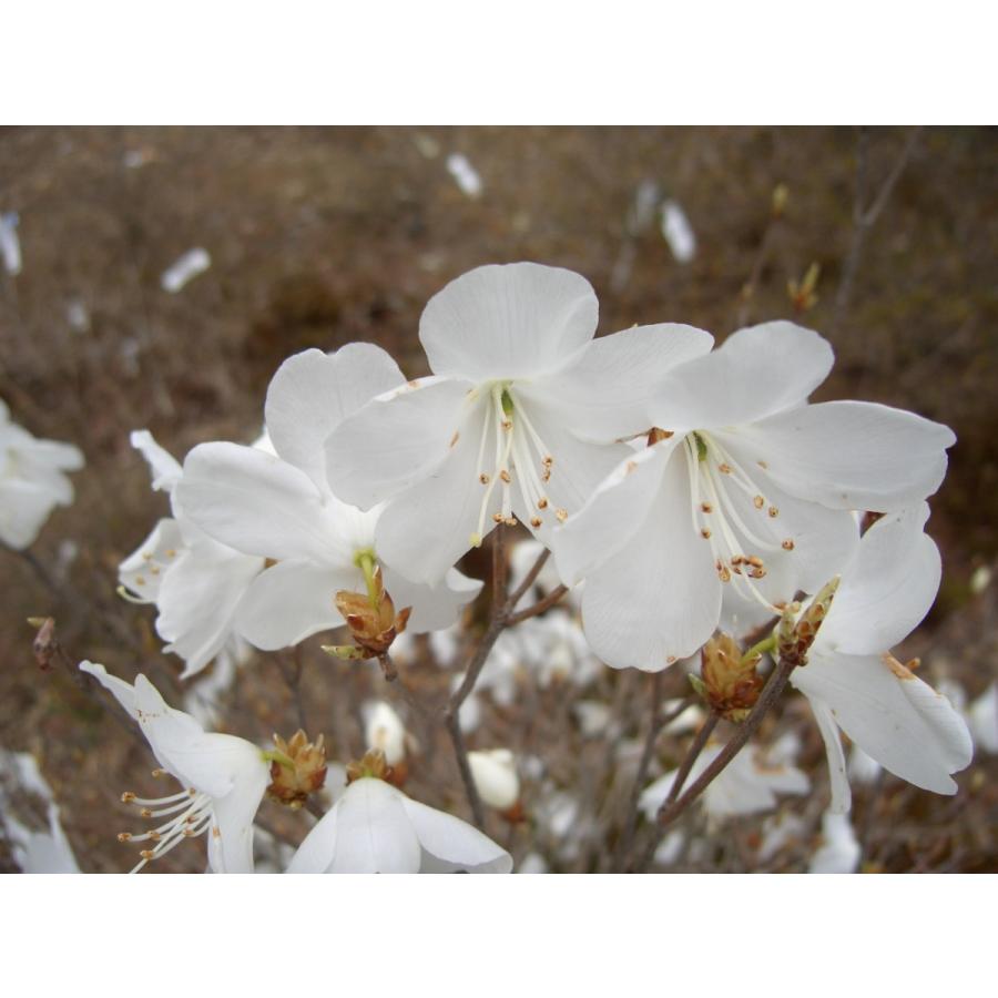 新春セール 白花アカヤシオ（アカヤシオの白花でシロヤシオではない）　高さ約30ｃｍ幅約30ｃｍ 【6586165605】(23000円)