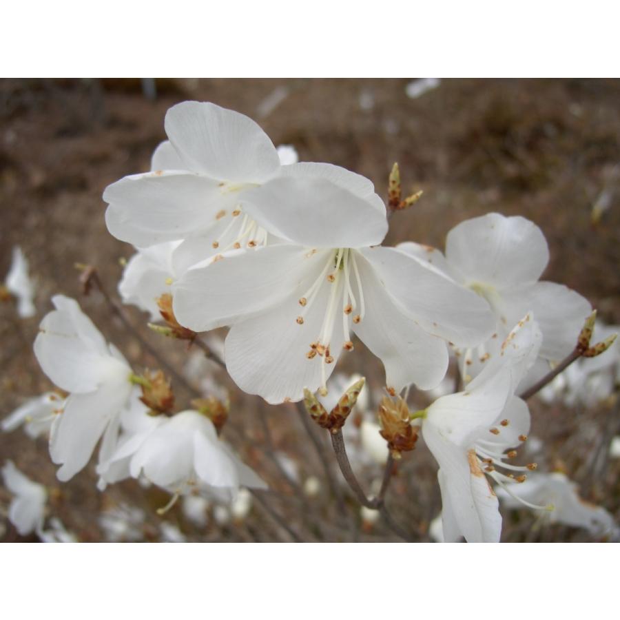 白花アカヤシオ（アカヤシオの白花でシロヤシオではない）　高さ約30ｃｍ幅約30ｃｍ｜araragi-en｜09