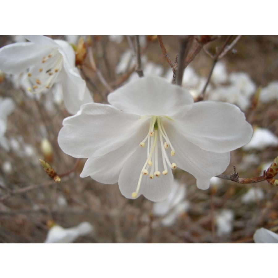 新春セール 白花アカヤシオ（アカヤシオの白花でシロヤシオではない）　高さ約30ｃｍ幅約30ｃｍ 【6586165605】(23000円)