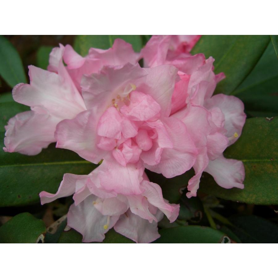 八重咲き シャクナゲ 天城牡丹 幅８０ｃｍ Amagibotan W80 アララギ園有限会社 通販 Yahoo ショッピング