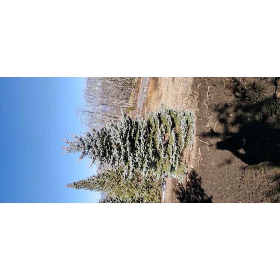 発送不可 プンゲンストウヒ ブルーダイヤモンド Picea pungens 'Blue