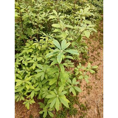 外国原種ツツジ、シャクナゲ　　R.calendulaceum　カレンデュラセウム　　約H80cm 