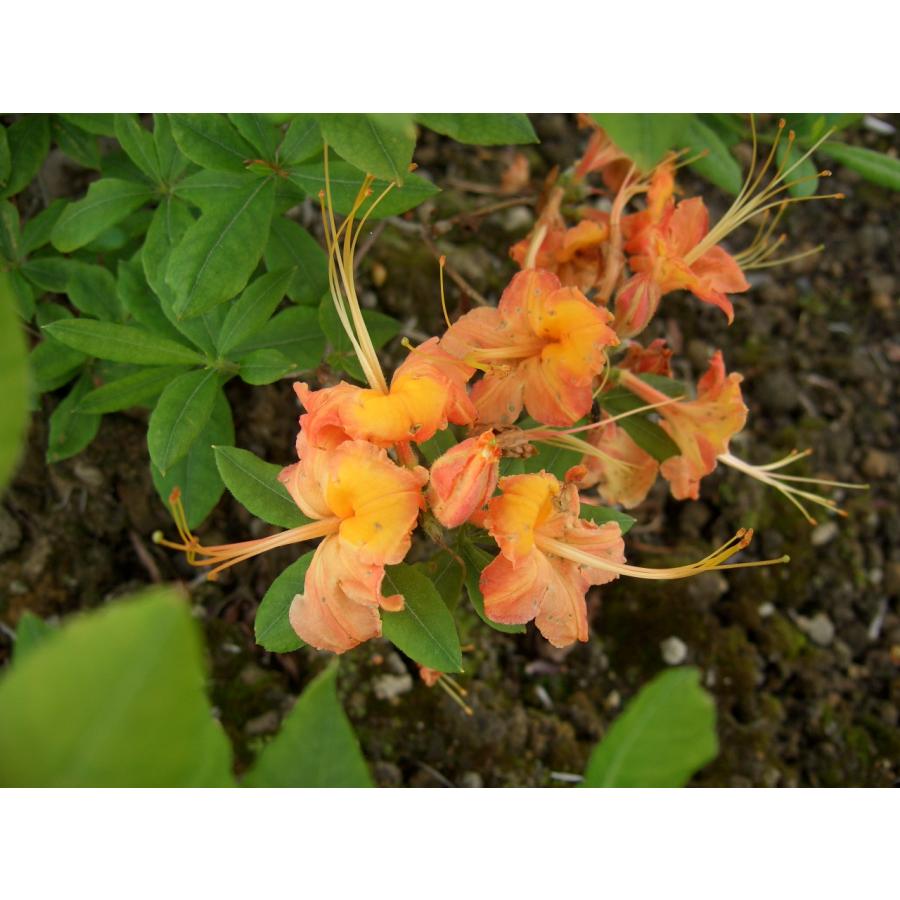 外国原種ツツジ、シャクナゲ　　R.calendulaceum　カレンデュラセウム　　約H80cm 