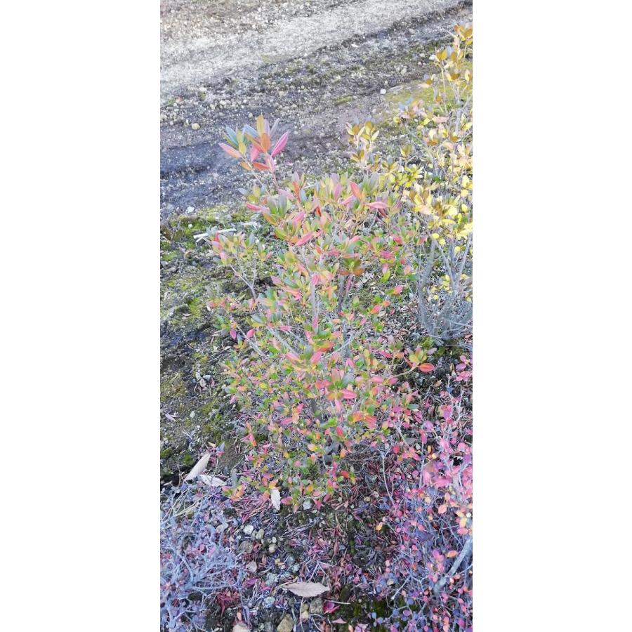 エゾムラサキツツジ 約H80cm : アララギ園有限会社 - 通販 - Yahoo
