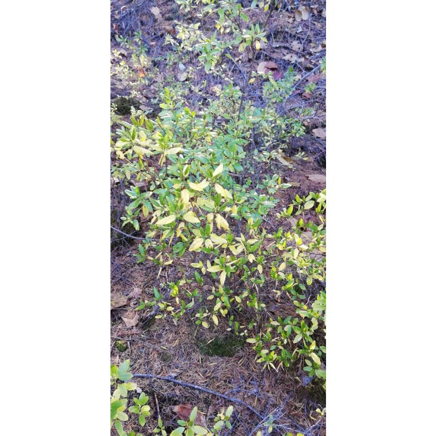 白花エゾムラサキツツジ 約H80cm : アララギ園有限会社 - 通販 - Yahoo