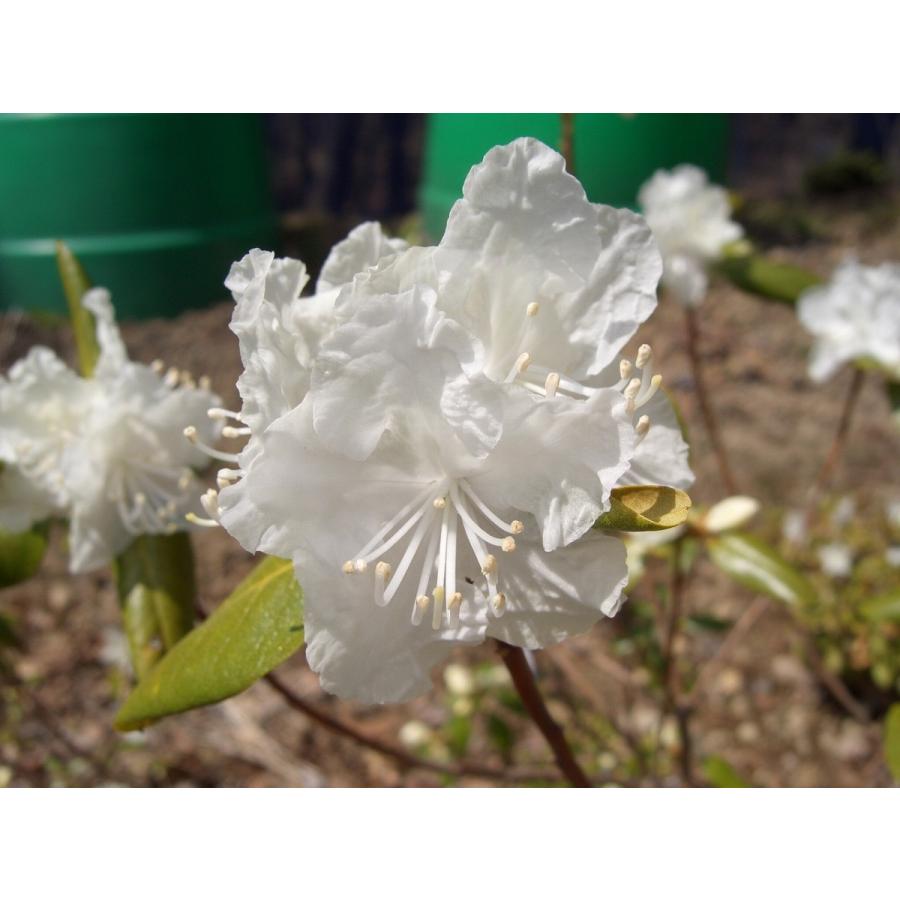 希少・白花 エゾムラサキツツジ 大株 【送料無料】