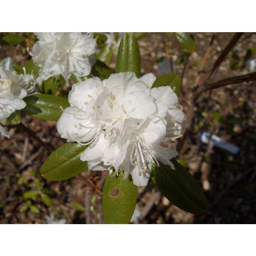 白花エゾムラサキツツジ 約H80cm : アララギ園有限会社 - 通販 - Yahoo