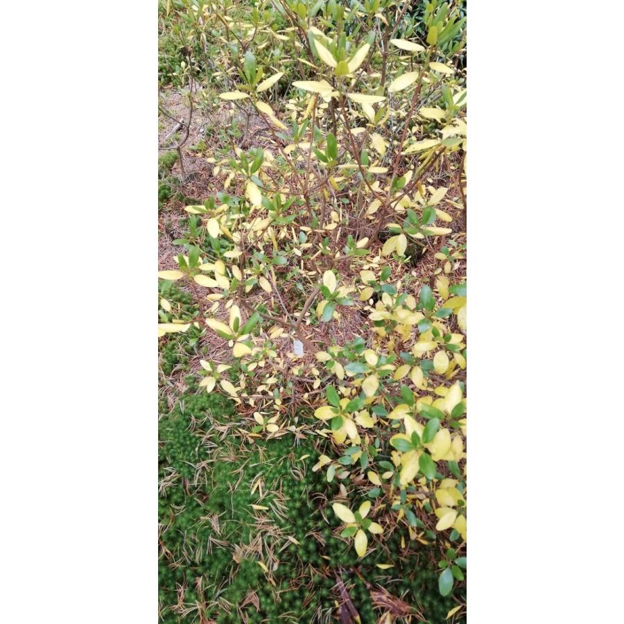 白花万重咲きエゾムラサキツツジ 高さ約80cm : アララギ園有限会社