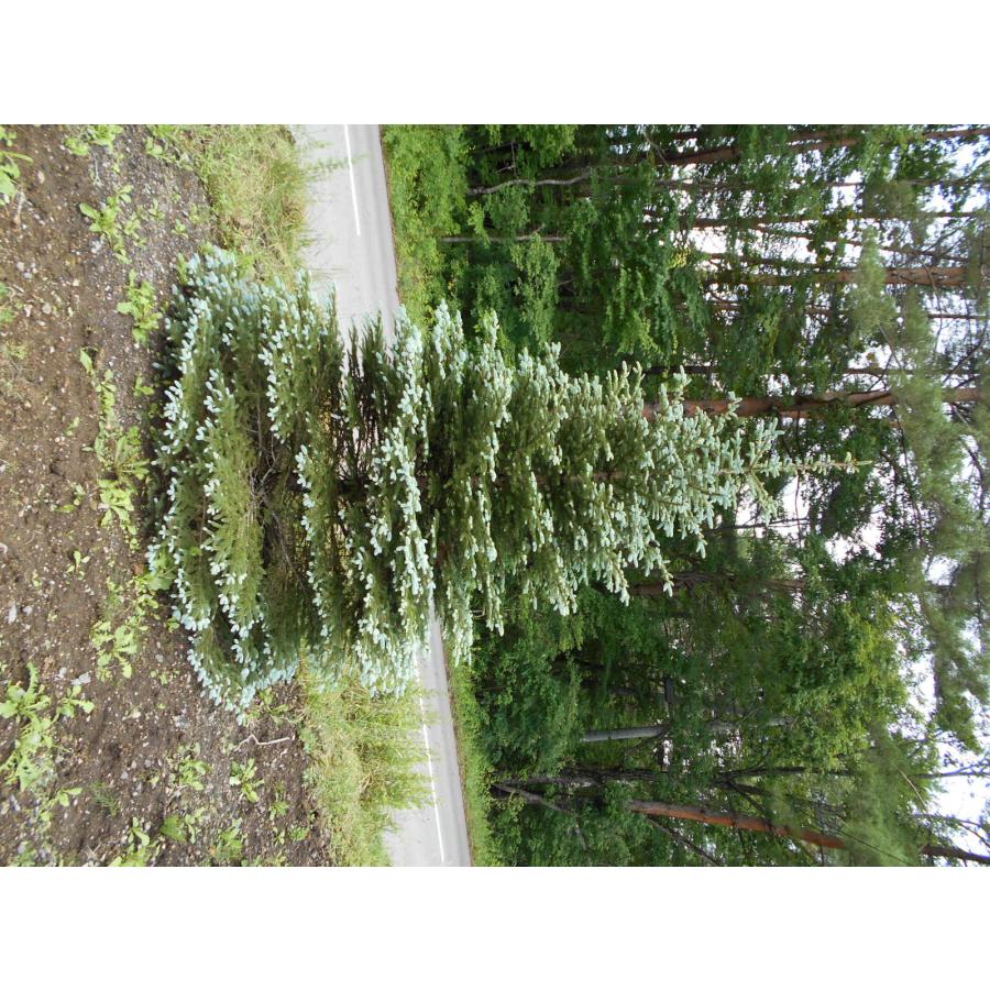 発送不可 プンゲンストウヒ ファットアルバート 高さ約4.0m