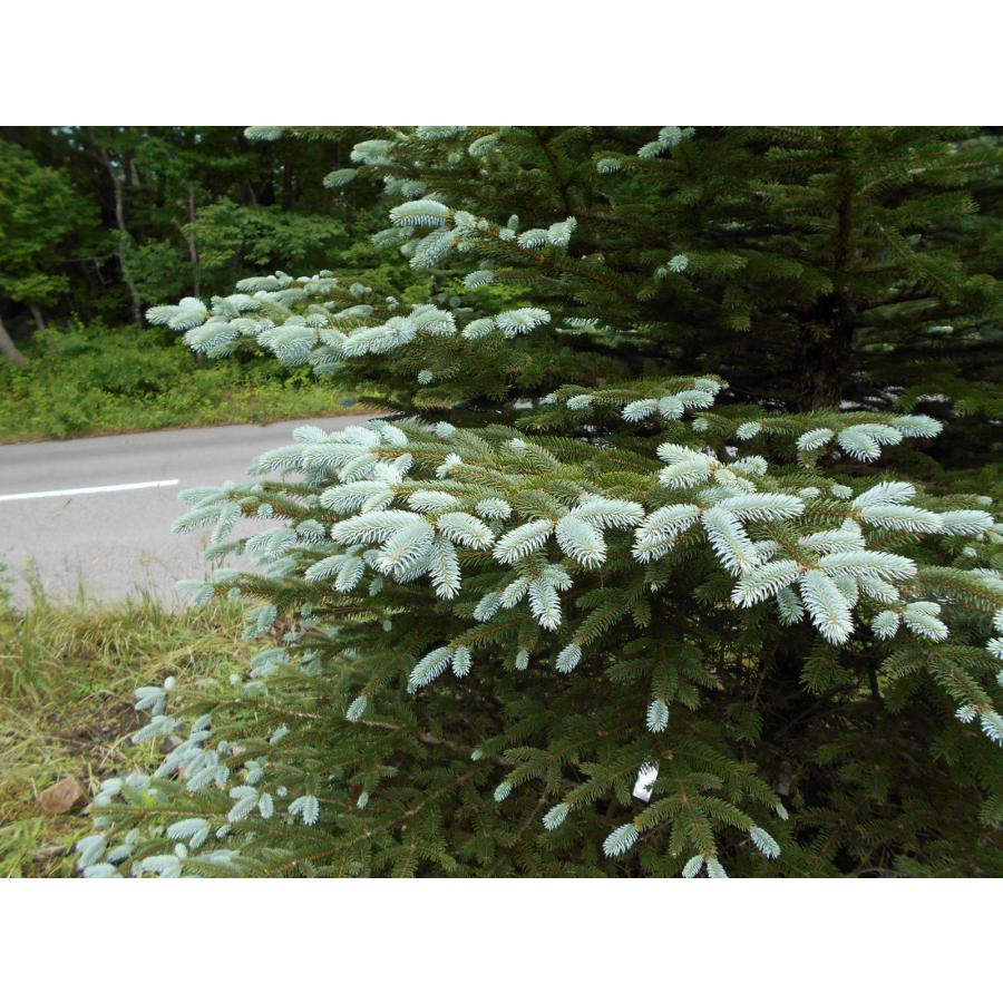 プンゲンストウヒ　ファットアルバート 楽天市場】【 商品画像はイメージです 】プンゲンストウヒ