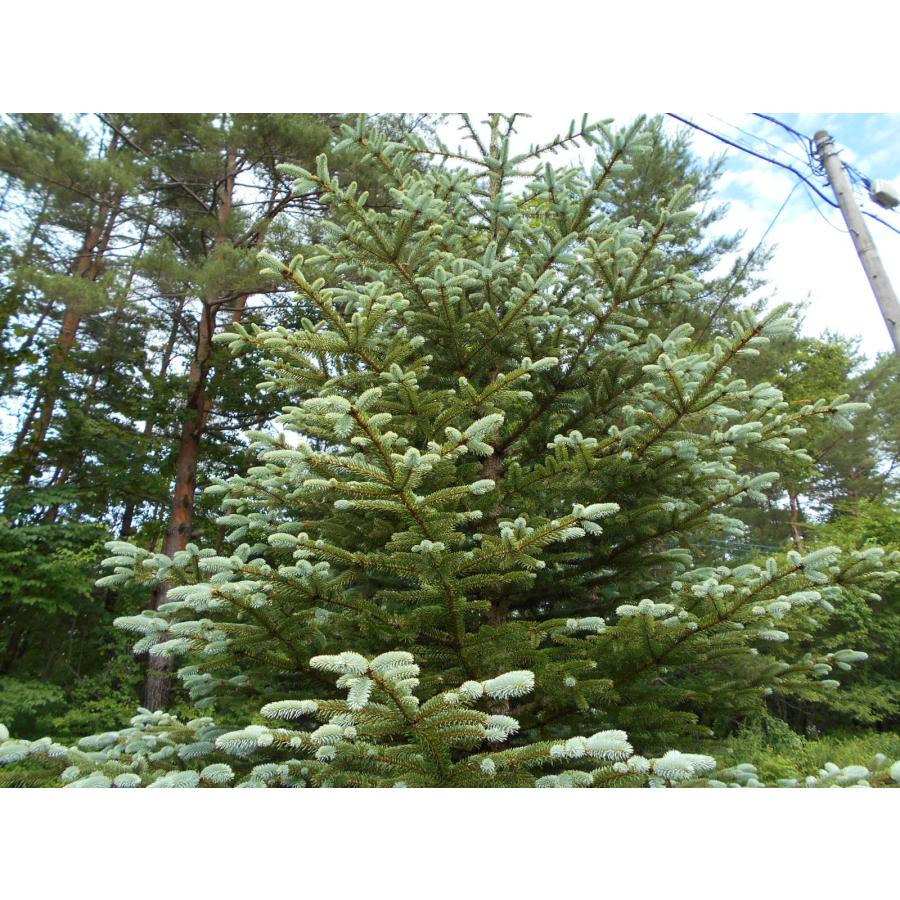 発送不可 プンゲンストウヒ ファットアルバート 高さ約4.0m