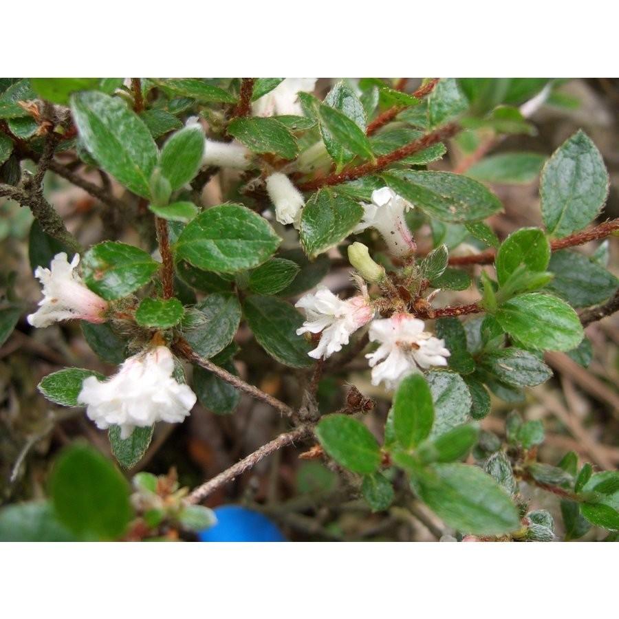 八重咲き　箱根米ツツジ　ハコネコメツツジ　大株　幅６０ｃｍ内外