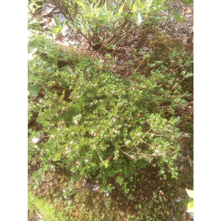 【数量限定アウトレット品】 八重咲き　箱根米ツツジ　ハコネコメツツジ　大株　幅６０ｃｍ内外 【LW1341630079】(46852円)