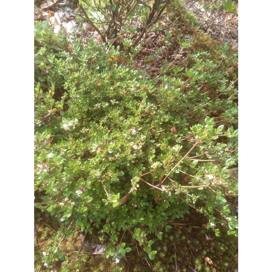 【数量限定アウトレット品】 八重咲き　箱根米ツツジ　ハコネコメツツジ　大株　幅６０ｃｍ内外 【LW1341630079】(46852円)