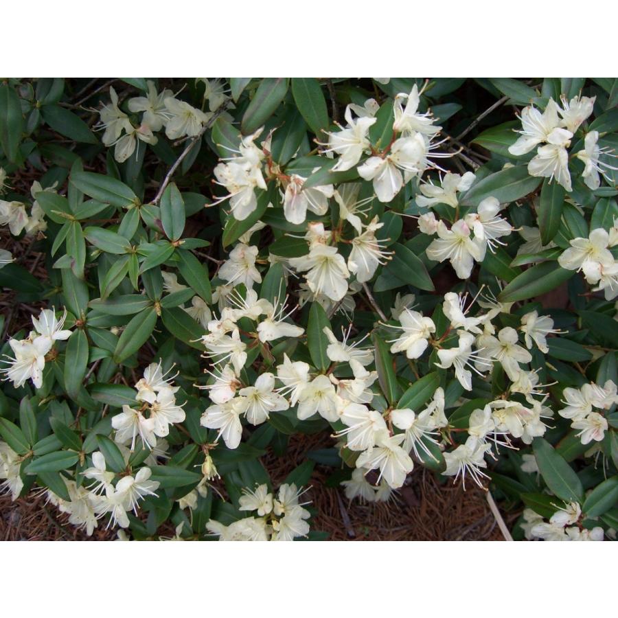 浅間日陰つつじ アサマヒカゲツツジ 幅約60cm : アララギ園有限会社