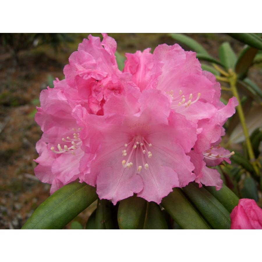 石楠花ページです♡ 石楠花ページです♡ 石楠花ページです♡ 石楠花ページです♡ 石楠花