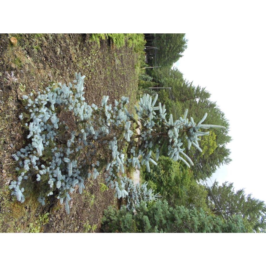 ②　プンゲンス　トウヒ　ホプシー　７号　最高等級極上品‼️ ② プンゲンス トウヒ ホプシー7号 最高等級極上品‼️ - メルカリ