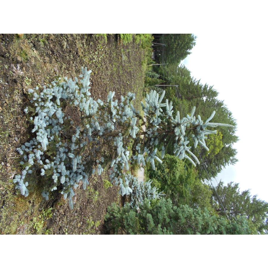 現品、モミの木※プンゲンストウヒホプシー　この一本のみです　早い者勝ちです 楽天市場】【現品発送】もみの木の王様プンゲンストウヒ