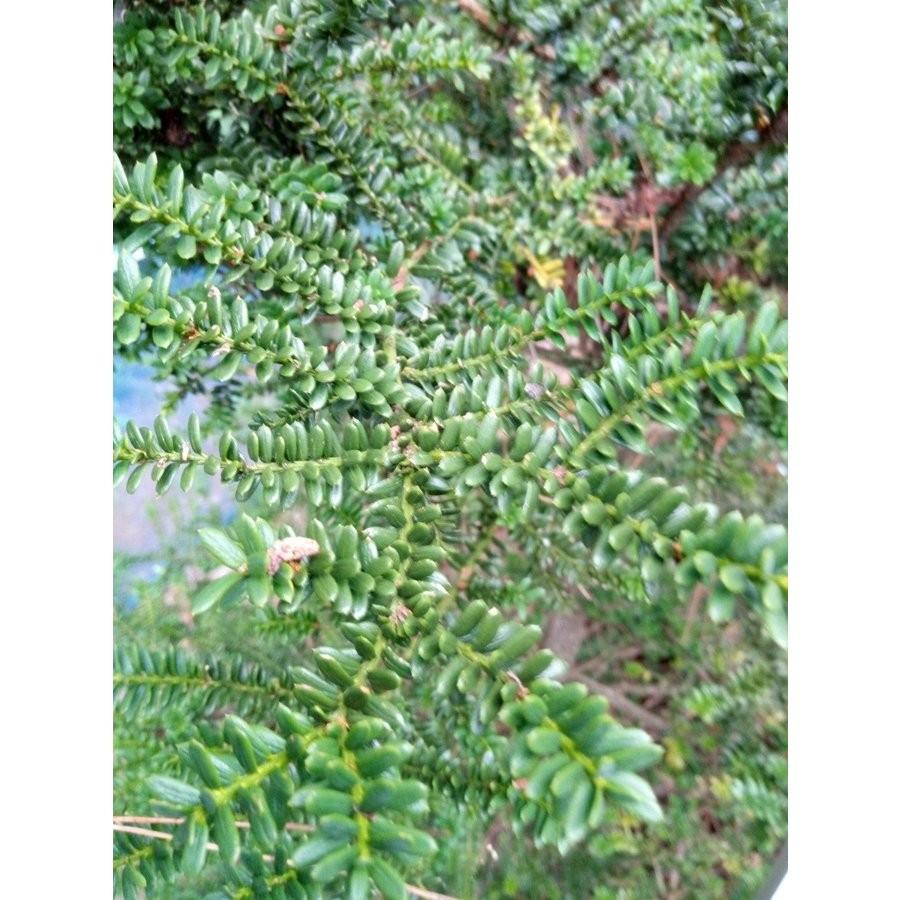 発送不可 コニファー 針葉樹 高さ約２ｍ Itii Maruba H0ならショッピング ランキングや口コミも豊富なネット通販 更にお得なpaypay残高も スマホアプリも充実で毎日どこからでも気になる商品をその場でお求めいただけます 花 ガーデニング 珍品 丸葉イチイ アララギ