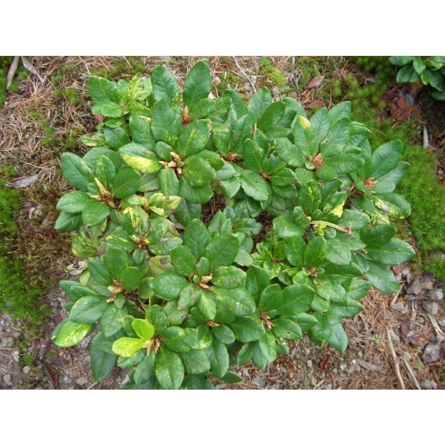 黄花シャクナゲ　キバナシャクナゲ　斑入り　幅約60ｃｍ