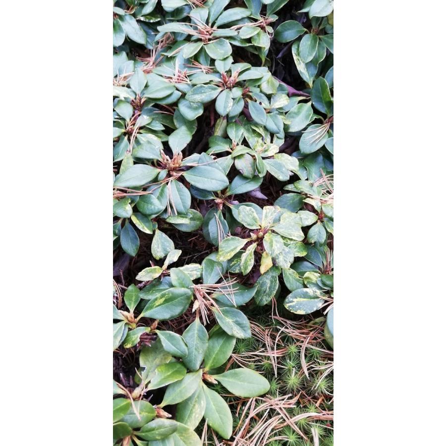 完動品 黄花シャクナゲ　キバナシャクナゲ　斑入り　幅約60ｃｍ 【JSB2190613462】(76500円)