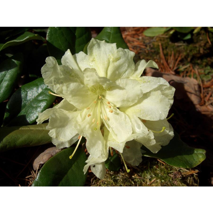 黄花石楠花 キバナシャクナゲ W約40cm : アララギ園有限会社 - 通販