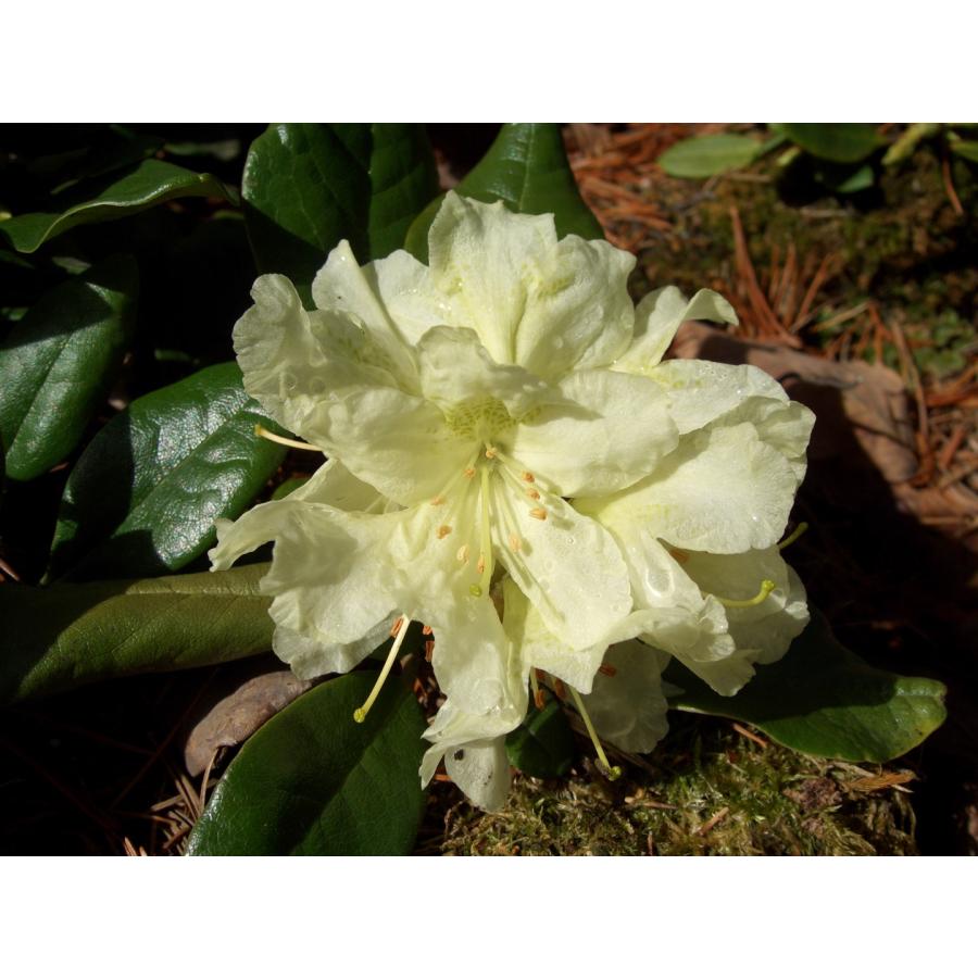 黄花石楠花 キバナシャクナゲ W約50cm : アララギ園有限会社 黄花石楠花 キバナシャクナゲ W約50cm : アララギ園有限会社