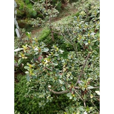 斑入り霧島ツツジ キリシマツツジ 高さ約60cm : アララギ園有限会社 - 通販 - Yahoo!ショッピング