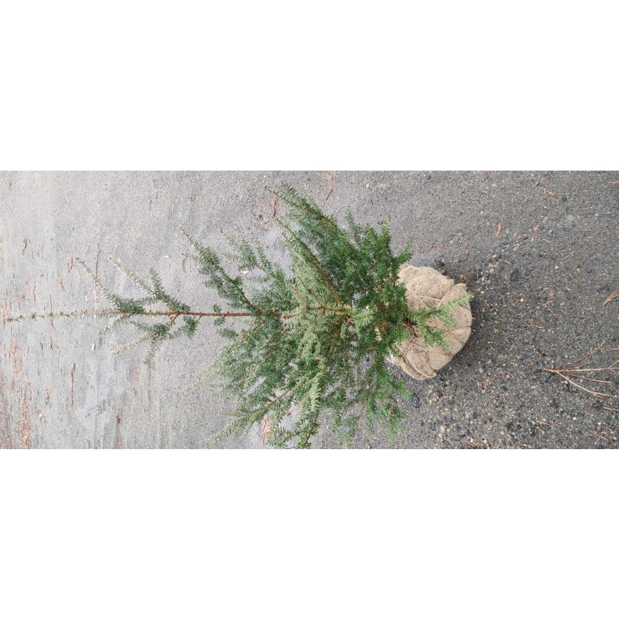 コメツガ 米栂  クリスマスツリー 高さ約100cmの画像