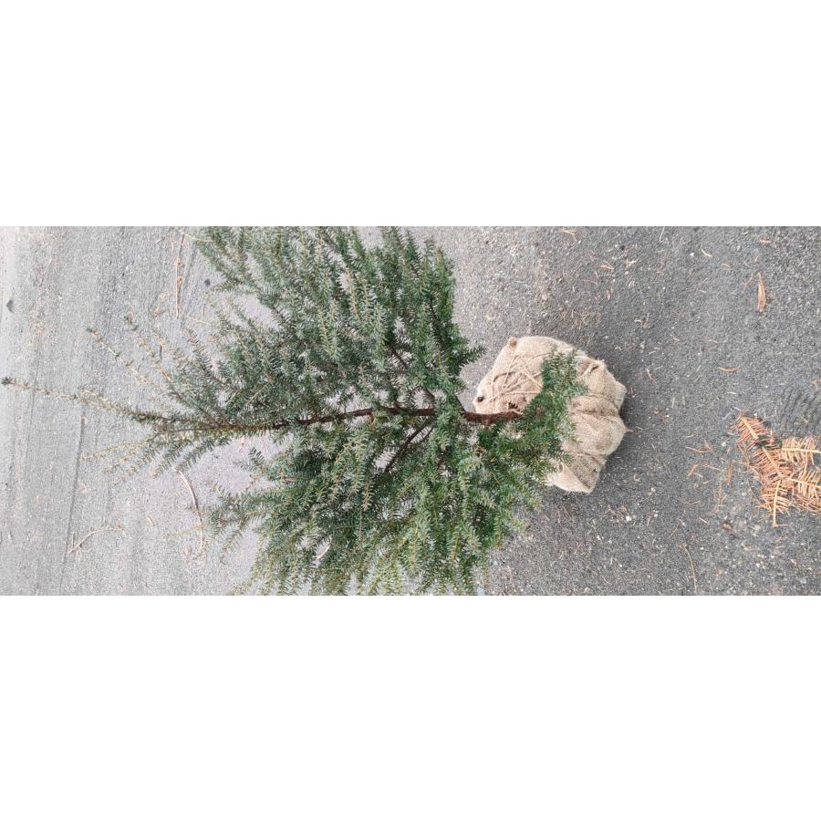 コメツガ 米栂  クリスマスツリー 高さ約100cmの画像