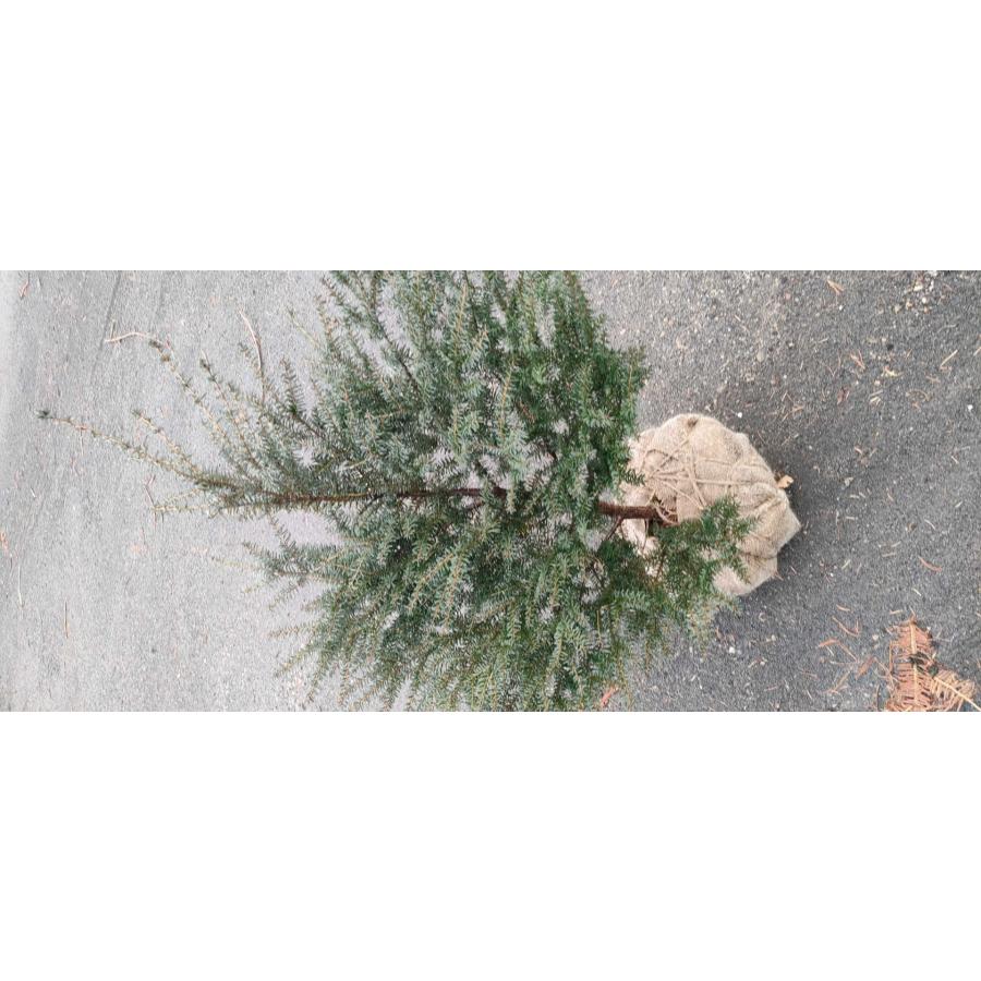 コメツガ 米栂  クリスマスツリー 高さ約100cmの画像