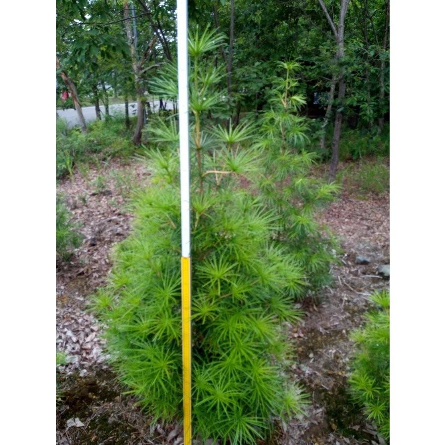 発送不可 コウヤマキ 高野槇 高さ約1.5m : アララギ園有限会社 - 通販