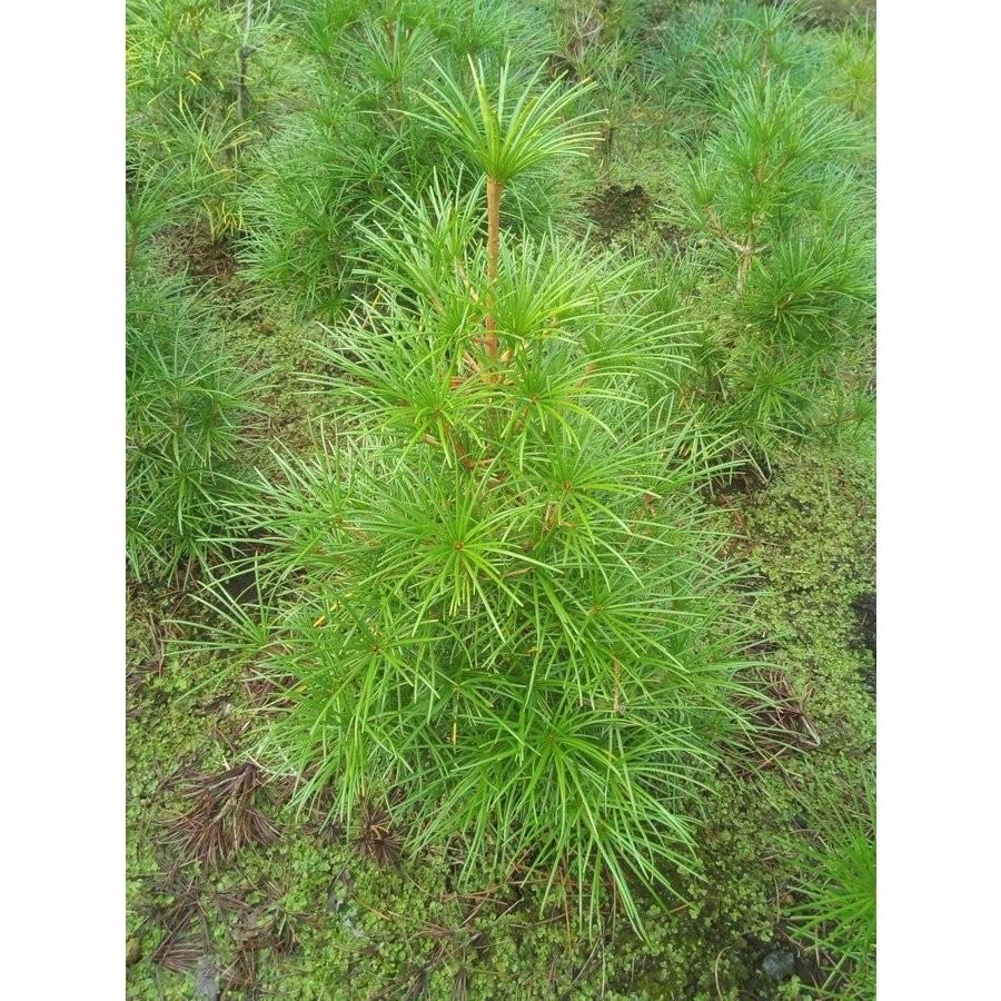 コウヤマキ 高野槙 約H80cm : アララギ園有限会社 - 通販 - Yahoo