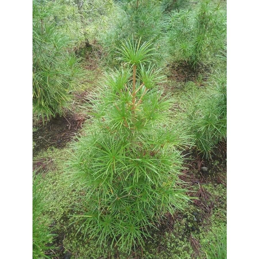 コウヤマキ 高野槙 約H80cm : アララギ園有限会社 - 通販 - Yahoo