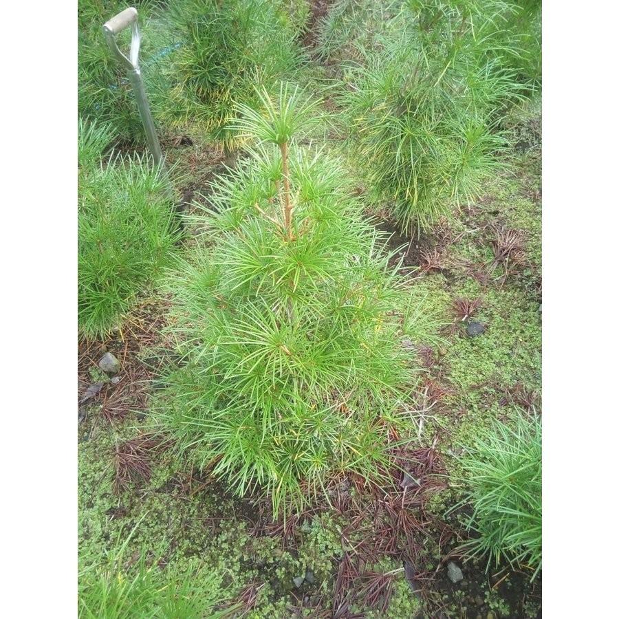 コウヤマキ 高野槙 約H80cm 高野槙