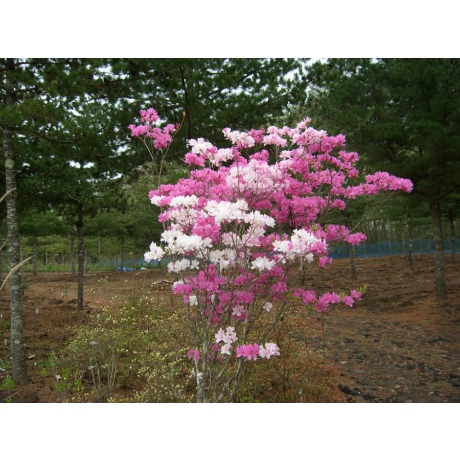 富士絞り ミツバツツジ 約H80cm : アララギ園有限会社 - 通販