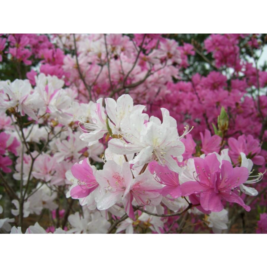 8 山採り　ミツバツツジ 山採り自然樹形ミツバツツジ販売 茨城那珂 秋元園芸スマホ向け