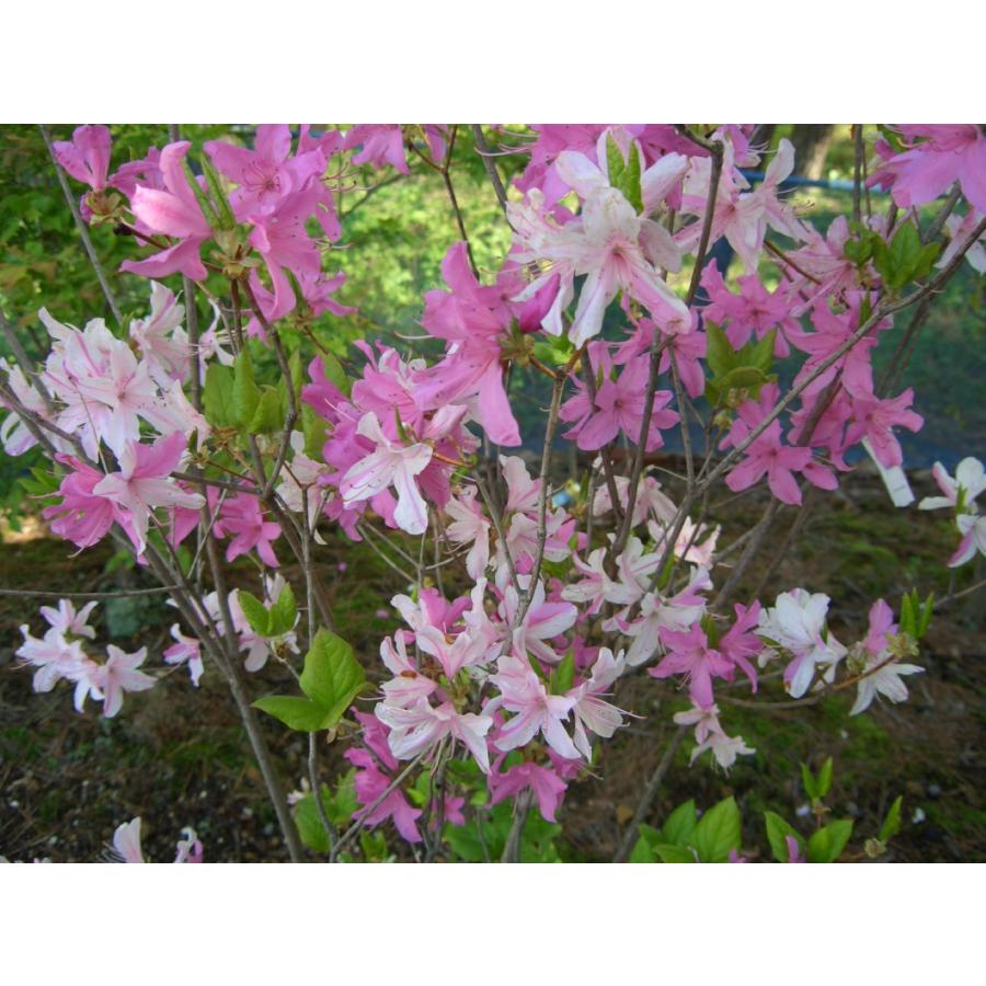 富士絞り ミツバツツジ 約H80cm : アララギ園有限会社 - 通販 - Yahoo