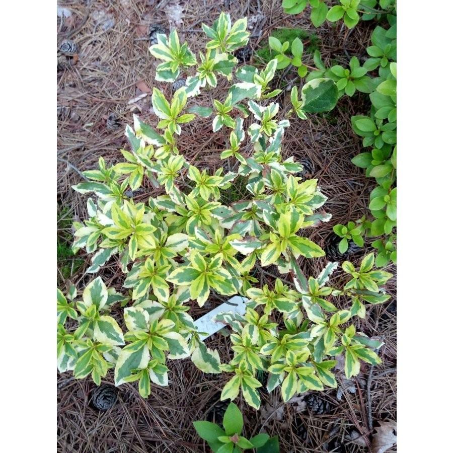 aobouzu daily pot spring SAKURA 鉢　青坊主 aobouzu daily pot spring SAKURA 鉢 青坊主 桜 植木鉢