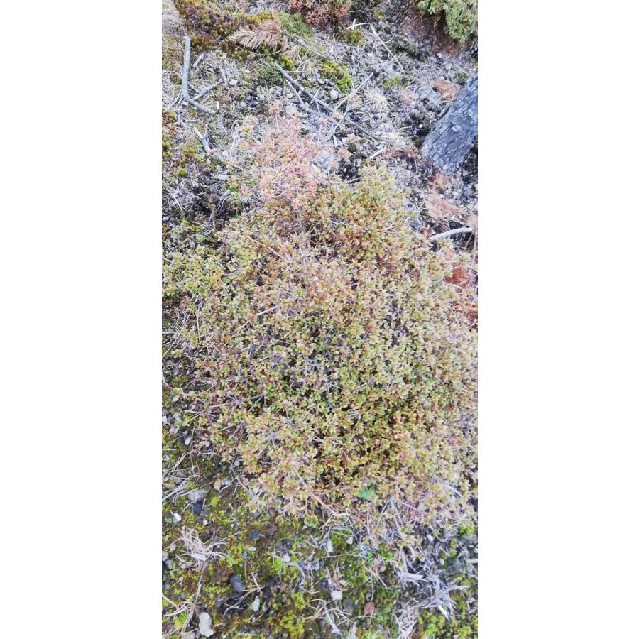 深山霧島 ミヤマキリシマ 絞り咲き 浅間絞り 幅60cm内外 : アララギ