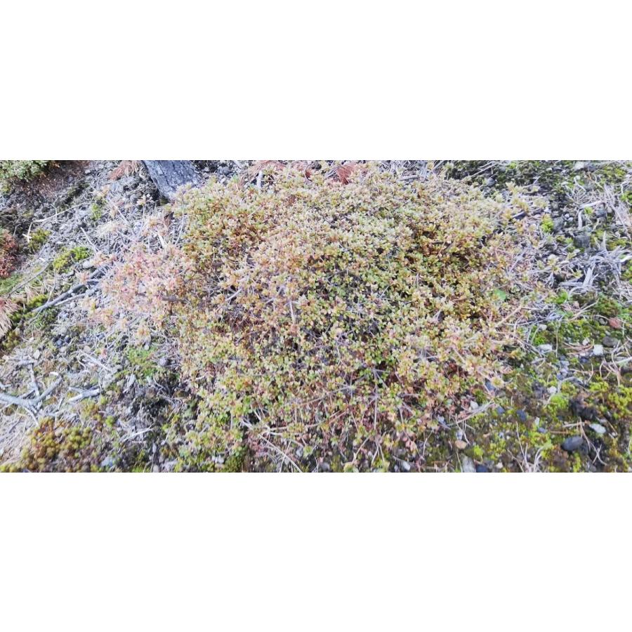 深山霧島 ミヤマキリシマ 絞り咲き 浅間絞り 幅60cm内外 : アララギ