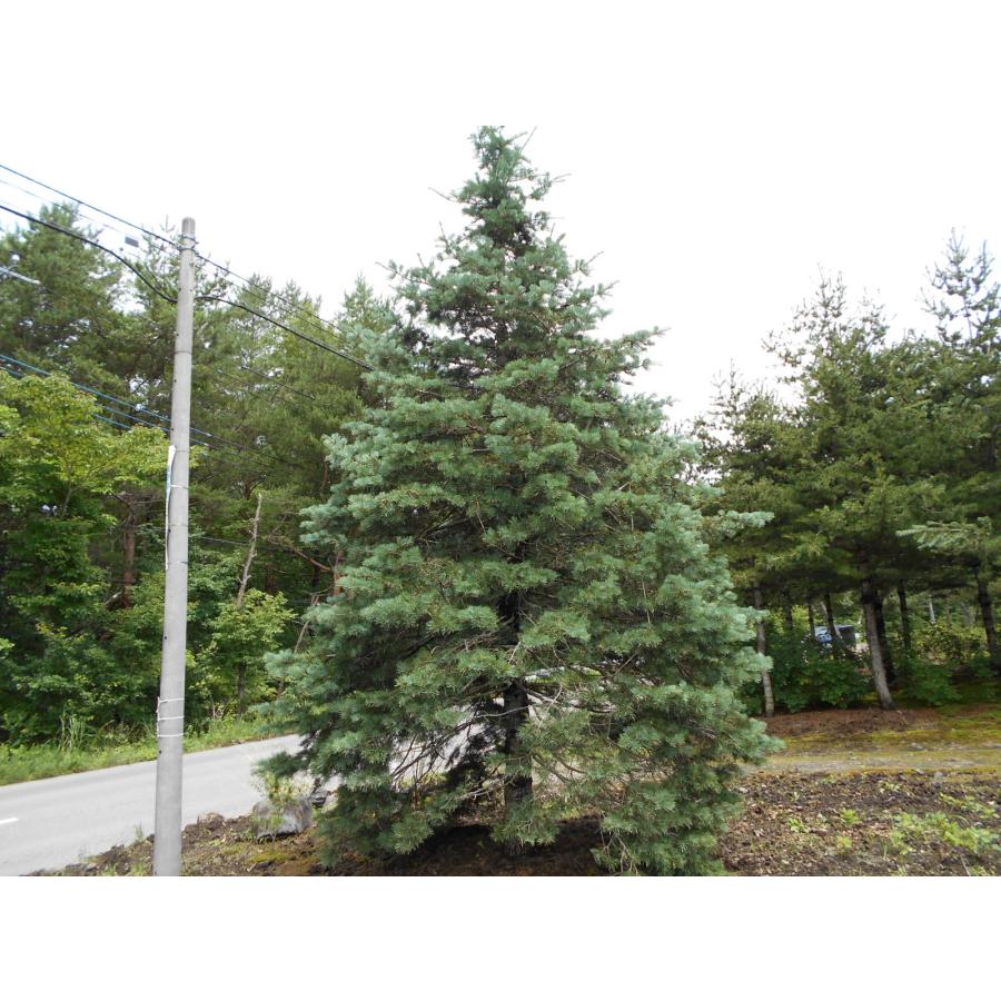 発送不可 コロラドモミ 高さ約6m シンボルツリーにいかがですか