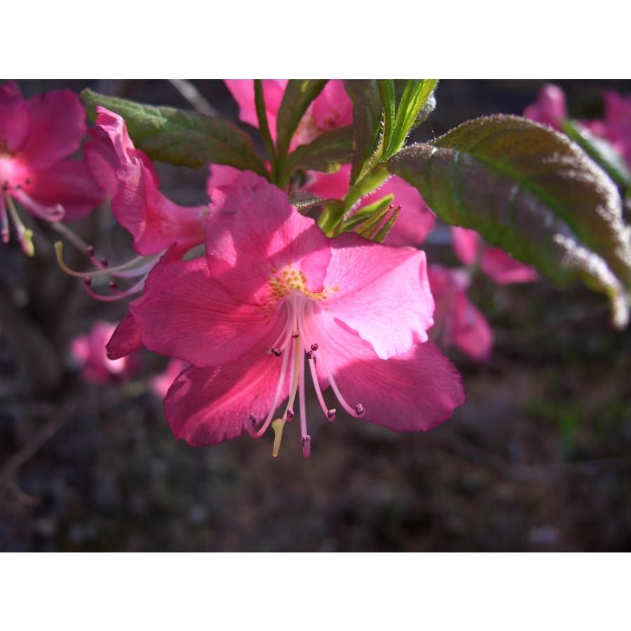 紫八潮つつじ ムラサキヤシオツツジ H80cm : アララギ園有限会社